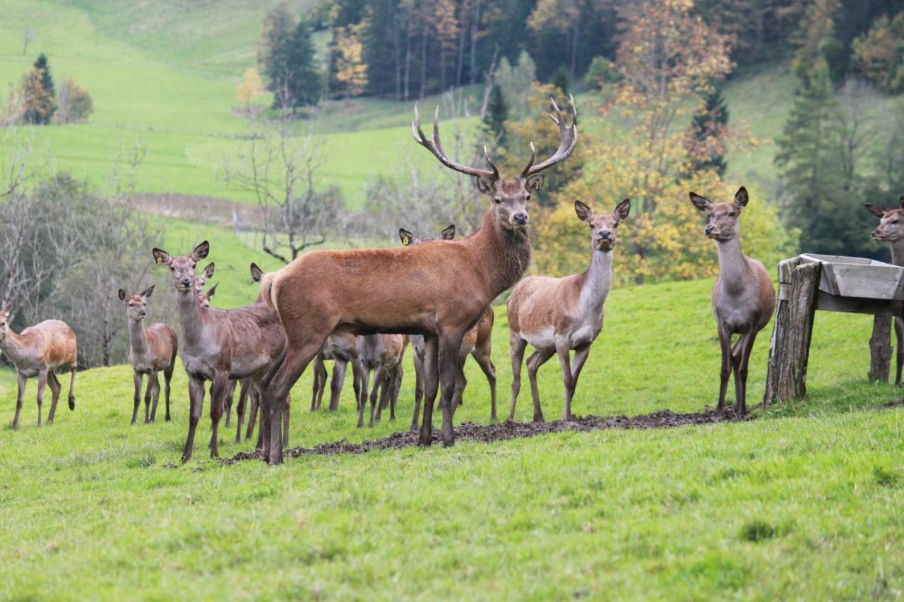 Singerskogel - Ferienhof Und Jausnstub'N シュピタル・アム・ピュールン エクステリア 写真